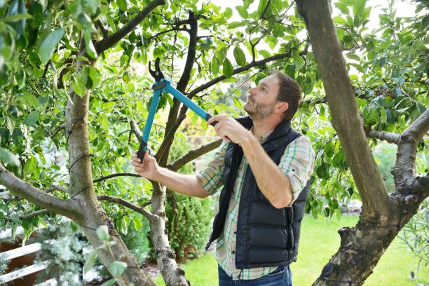 Best Root Management and Removal  in East Meadow, NY